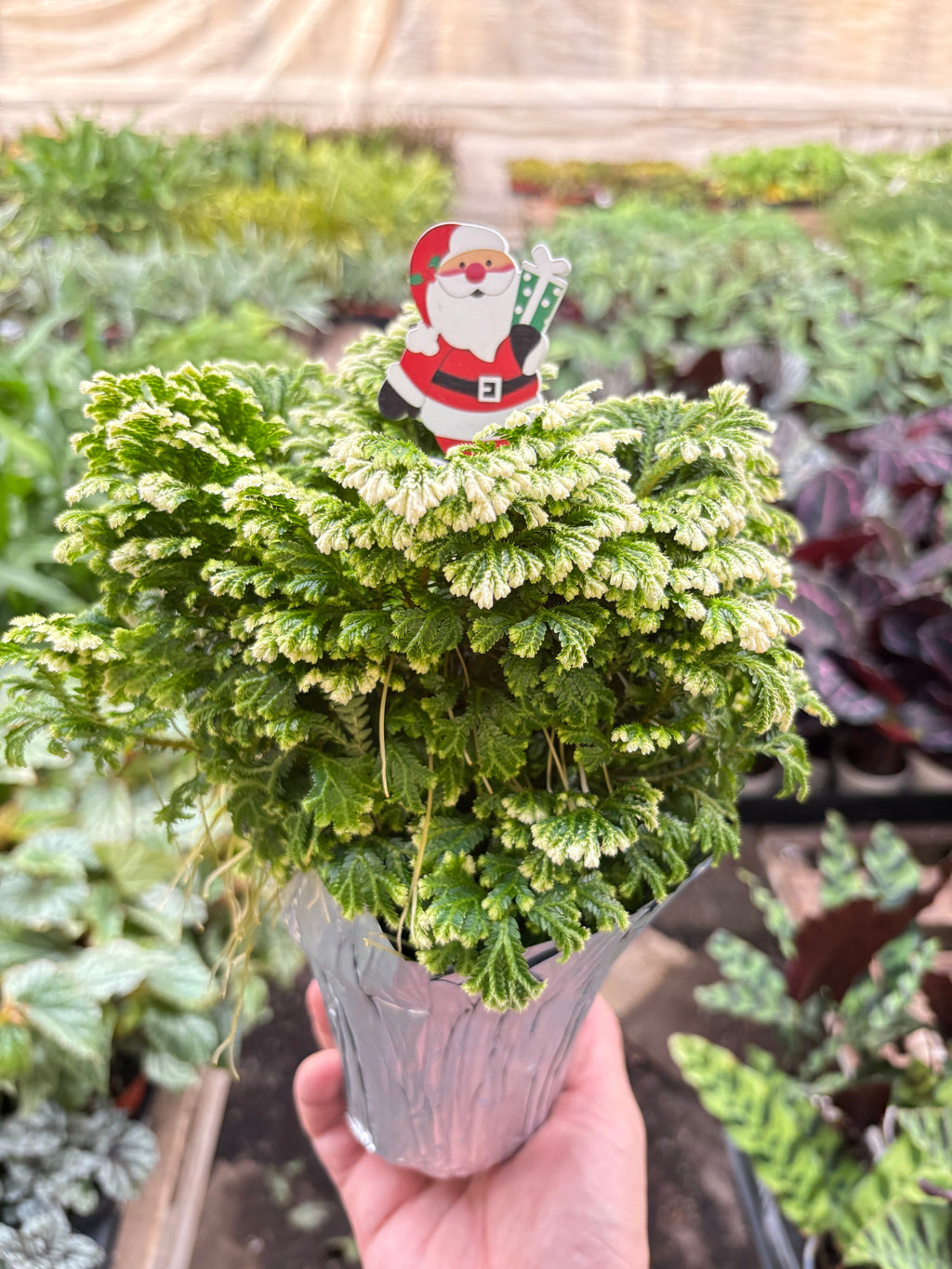 Fern 'Frosty' - Holiday Corner