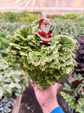 Fern 'Frosty' - Holiday Corner