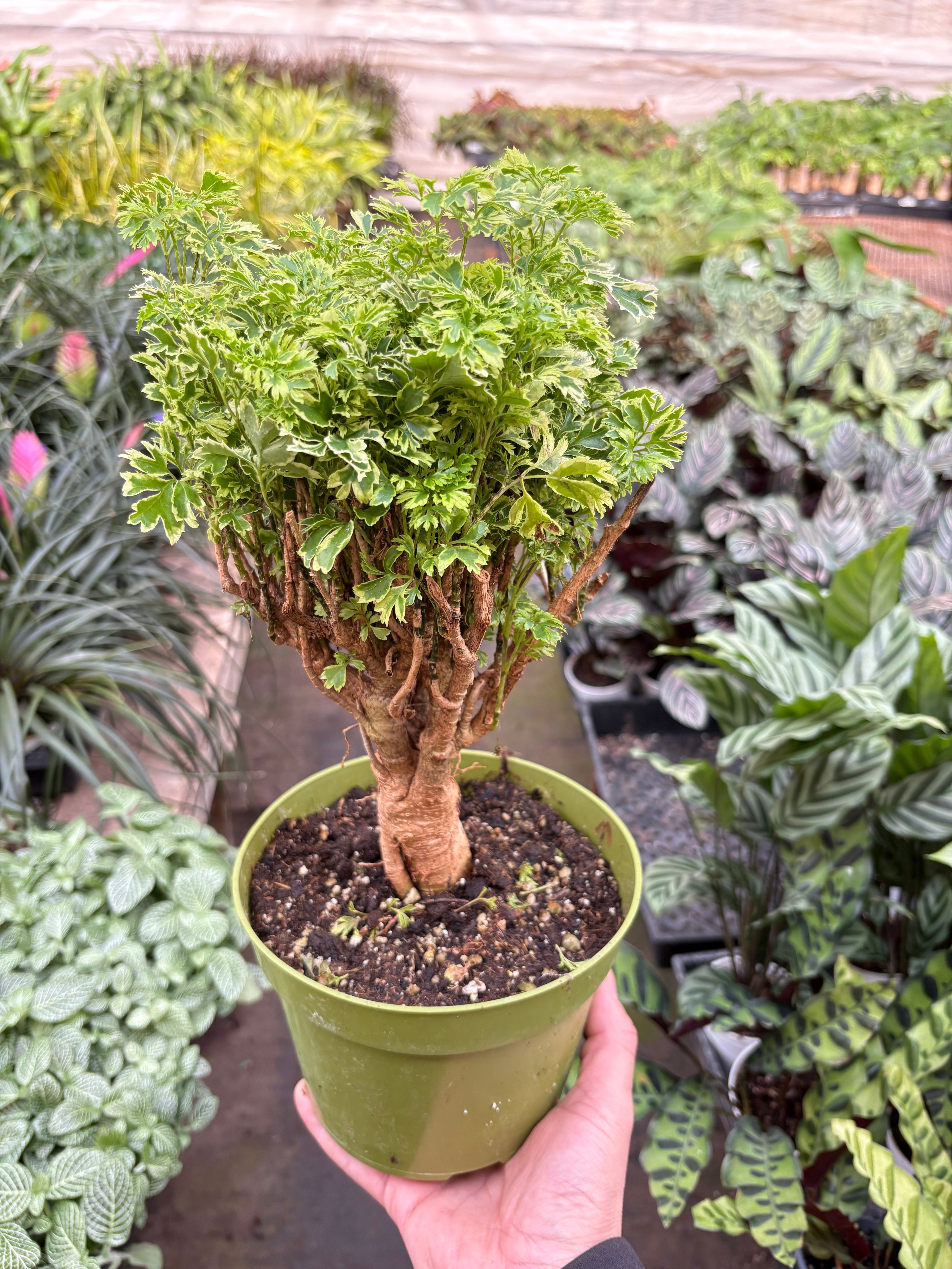 Aralia Ming Gold Mini Bonsai - Holiday Corner