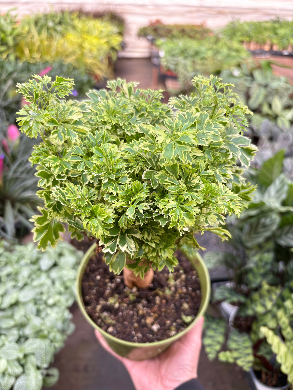 Aralia Ming Gold Mini Bonsai - Holiday Corner