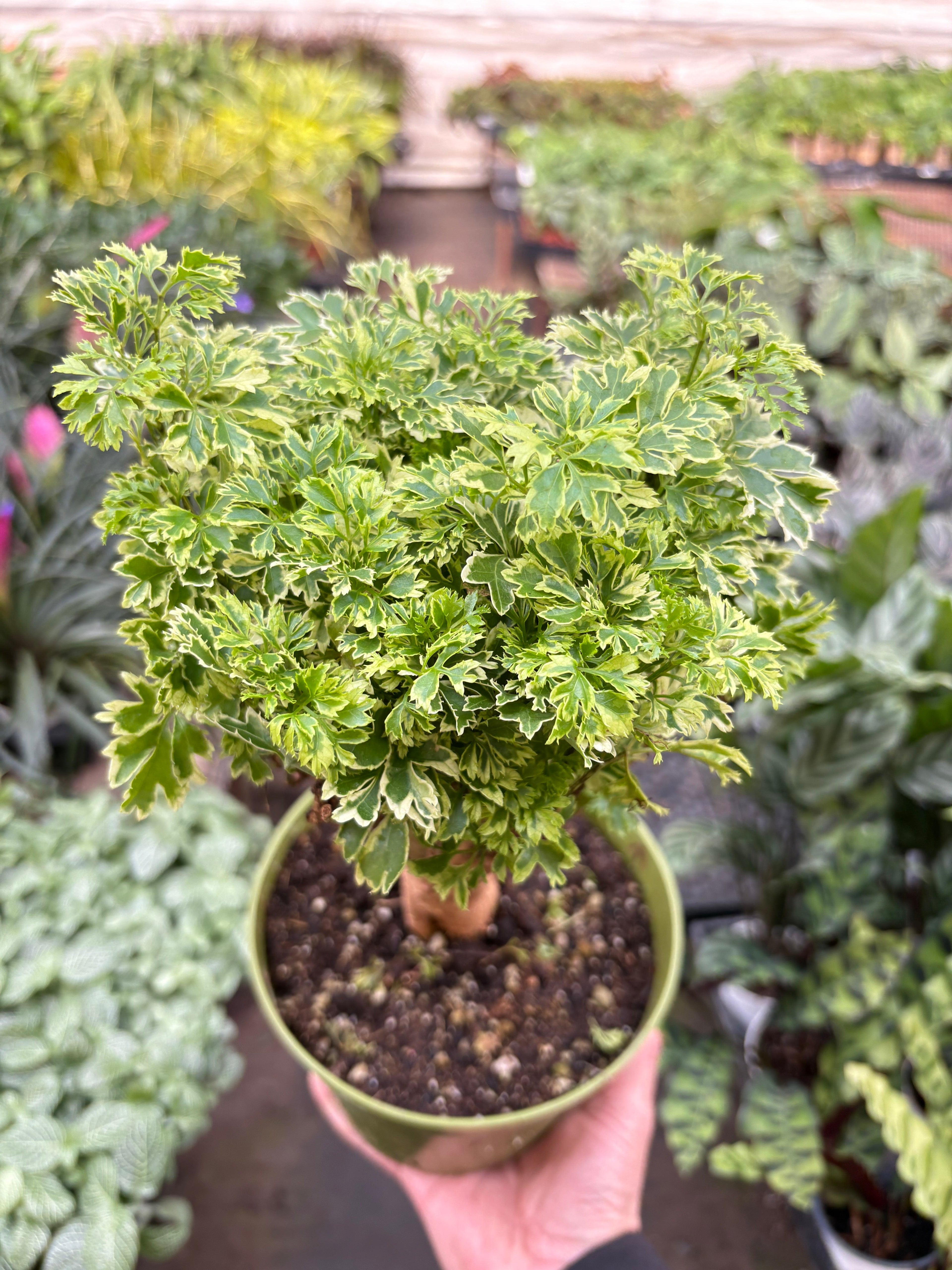 Aralia Ming Gold Mini Bonsai - Holiday Corner
