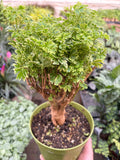 Aralia Ming Gold Mini Bonsai - Holiday Corner