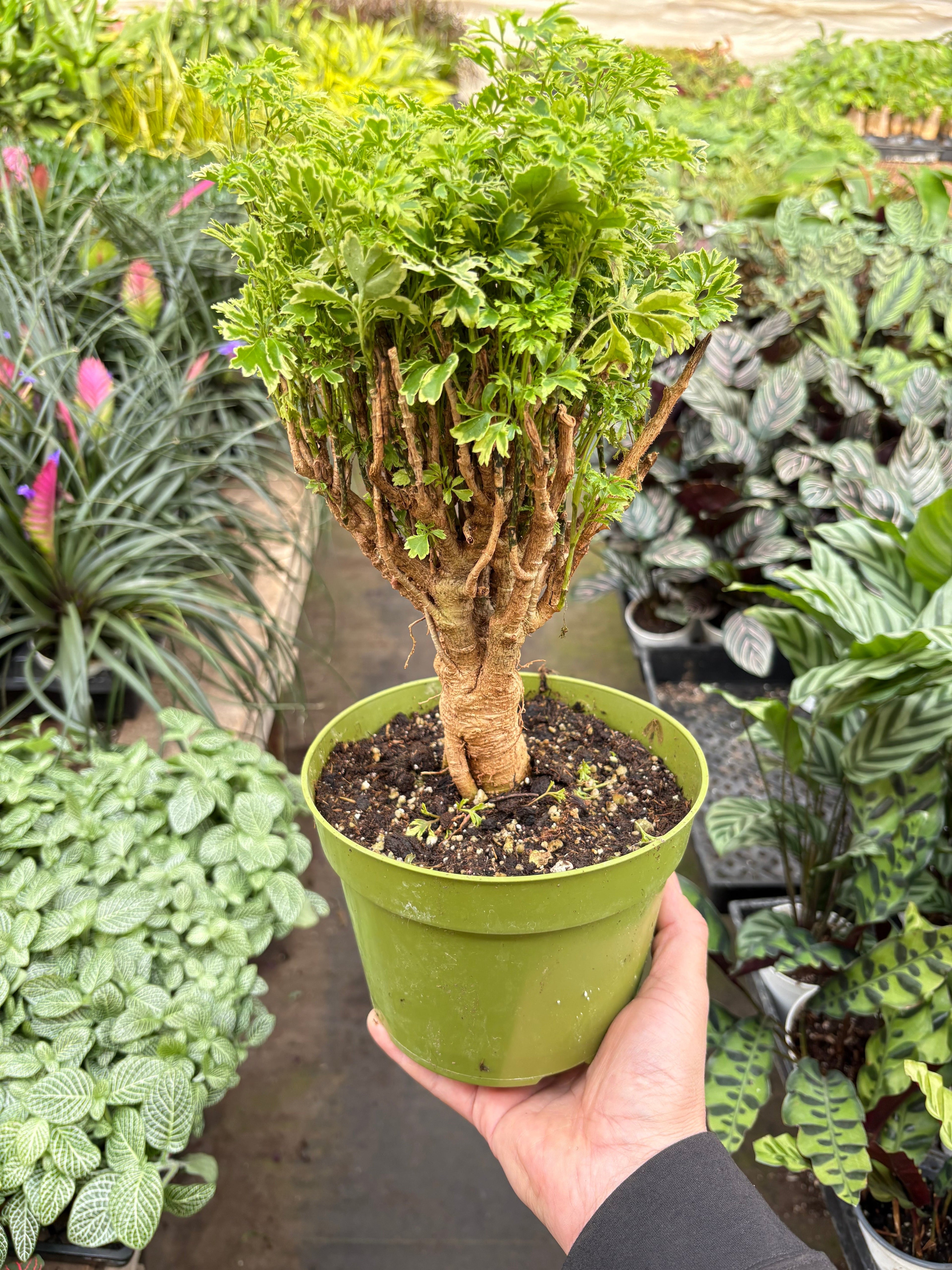 Aralia Ming Gold Mini Bonsai - Holiday Corner