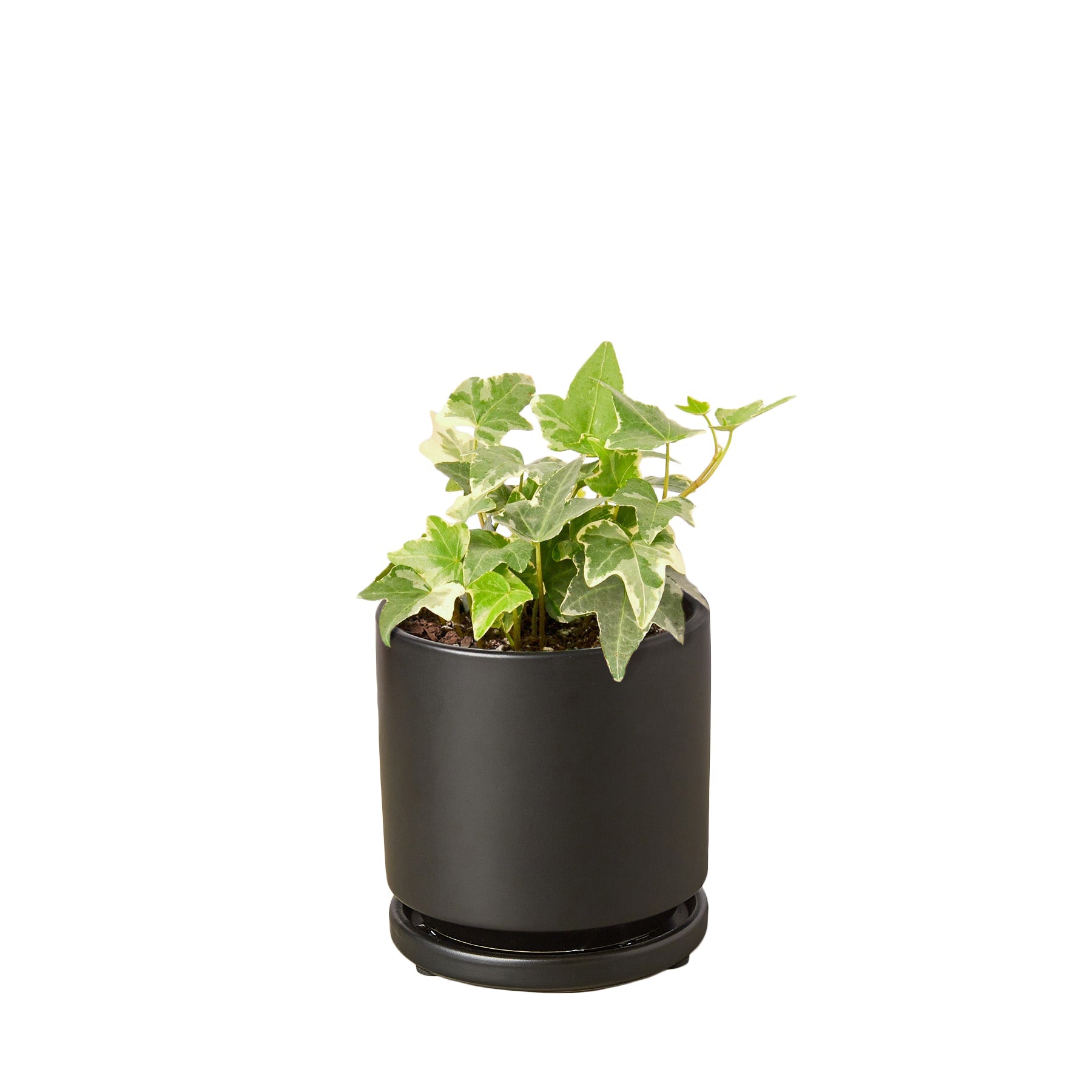 English Ivy 'Glacier' - Holiday Corner