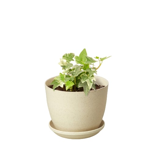 English Ivy 'Glacier' - Holiday Corner