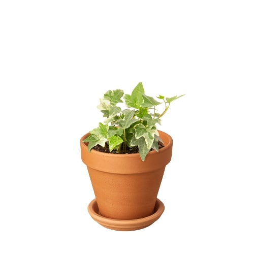 English Ivy 'Glacier' - Holiday Corner