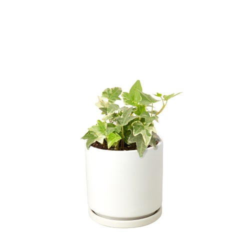 English Ivy 'Glacier' - Holiday Corner