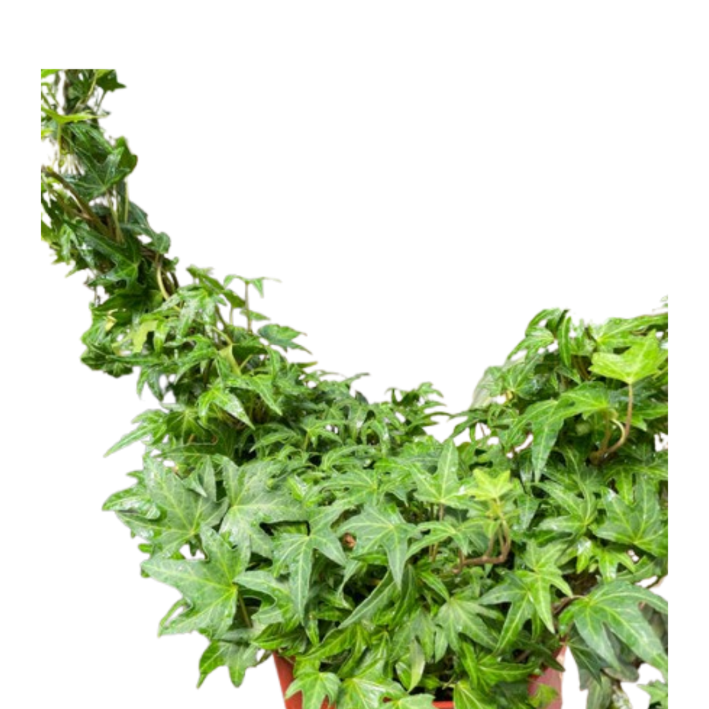 Ivy Green Topiary Heart - Holiday Corner