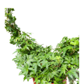 Ivy Green Topiary Heart - Holiday Corner