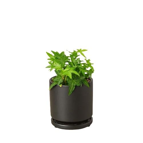 English Ivy Green California - Holiday Corner