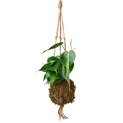 Kokedama Moss Ball Hanging Plant - Holiday Corner