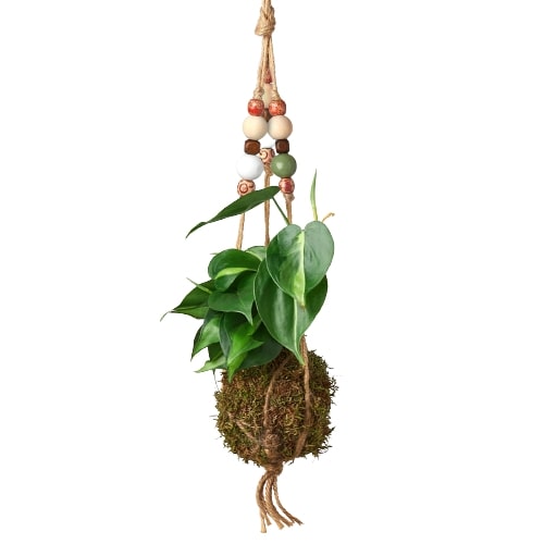 Bead Kokedama Moss Ball Hanging Plant - Holiday Corner