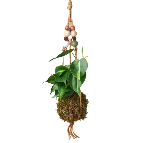 Bead Kokedama Moss Ball Hanging Plant - Holiday Corner