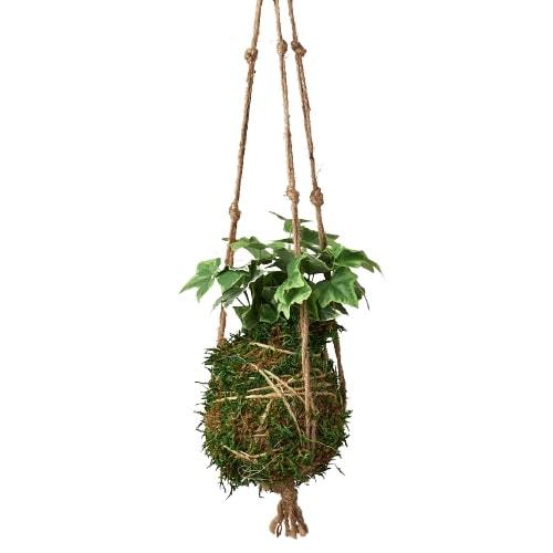 Kokedama Moss Ball Hanging Plant - Holiday Corner