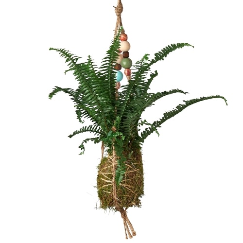 Bead Kokedama Moss Ball Hanging Plant - Holiday Corner
