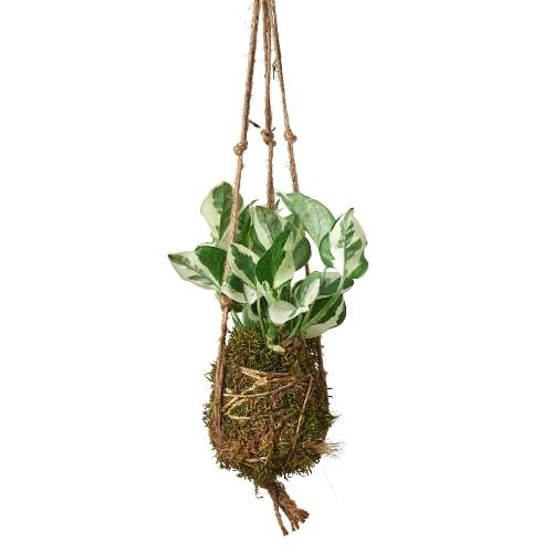 Kokedama Moss Ball Hanging Plant - Holiday Corner