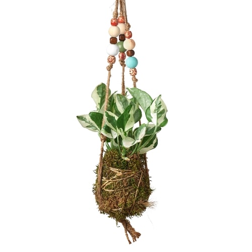 Bead Kokedama Moss Ball Hanging Plant - Holiday Corner