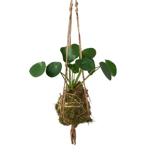 Kokedama Moss Ball Hanging Plant - Holiday Corner