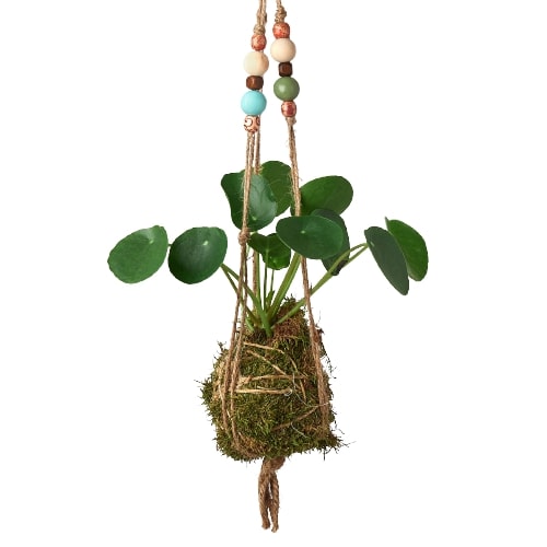 Bead Kokedama Moss Ball Hanging Plant - Holiday Corner