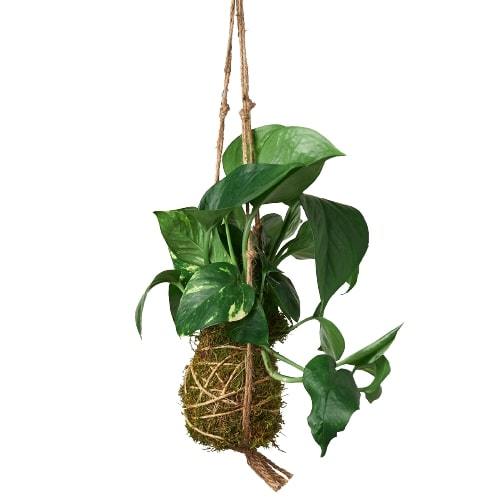 Kokedama Moss Ball Hanging Plant - Holiday Corner