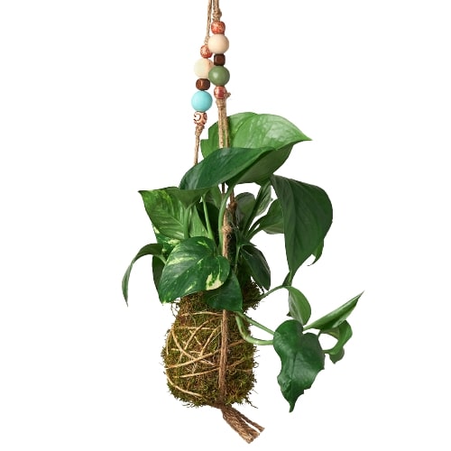 Bead Kokedama Moss Ball Hanging Plant - Holiday Corner
