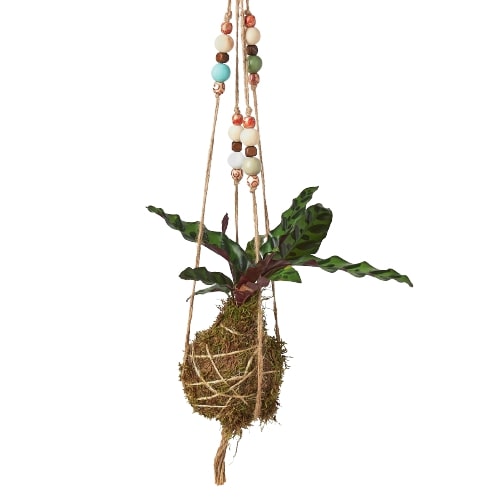 Bead Kokedama Moss Ball Hanging Plant - Holiday Corner