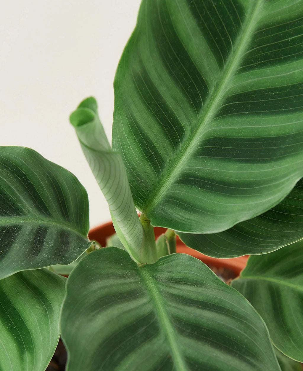 Calathea 'Zebrina' - 4" Pot - Holiday Corner