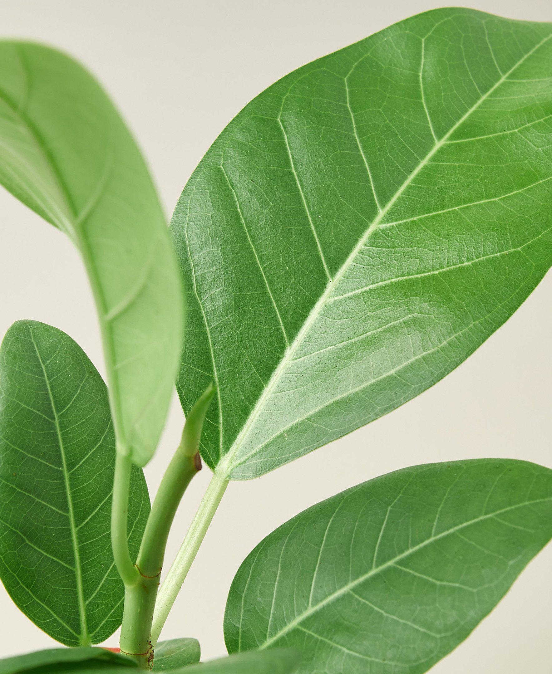 Ficus 'Audrey' - Holiday Corner