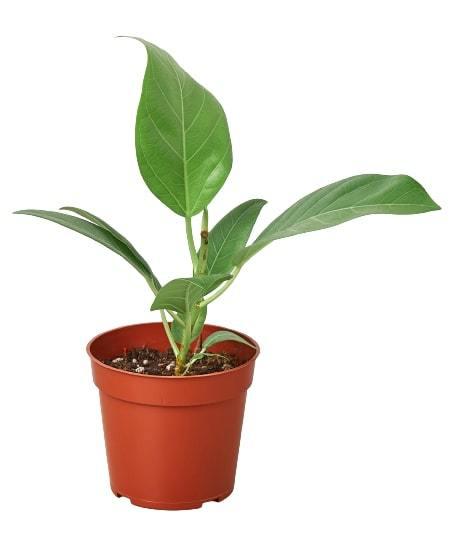 Ficus 'Audrey' - Holiday Corner
