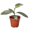 Ficus Elastica 'Ruby Pink' - 4" Pot - NURSERY POT ONLY - Holiday Corner
