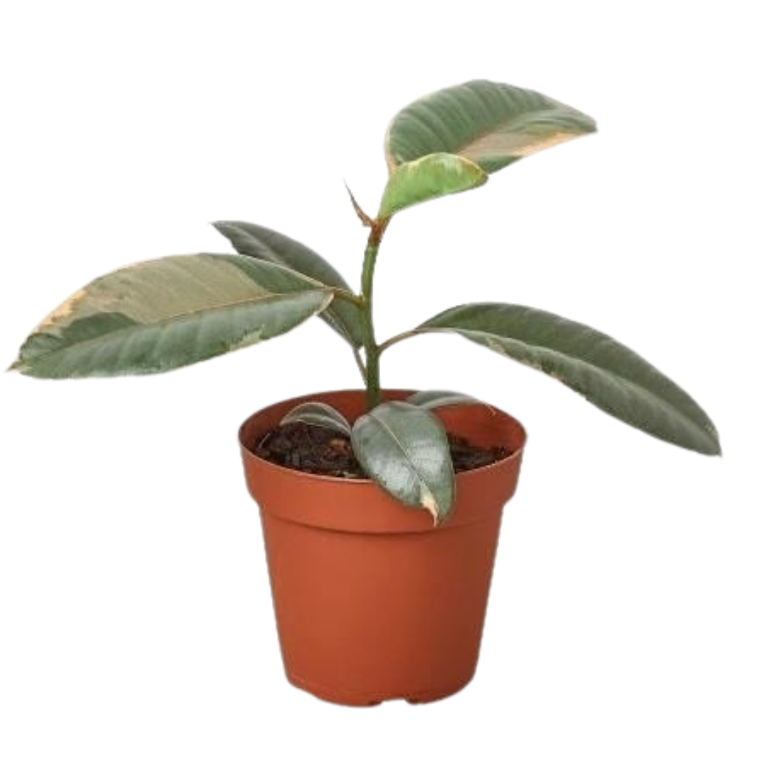 Ficus Elastica 'Ruby Pink' - 4" Pot - NURSERY POT ONLY - Holiday Corner