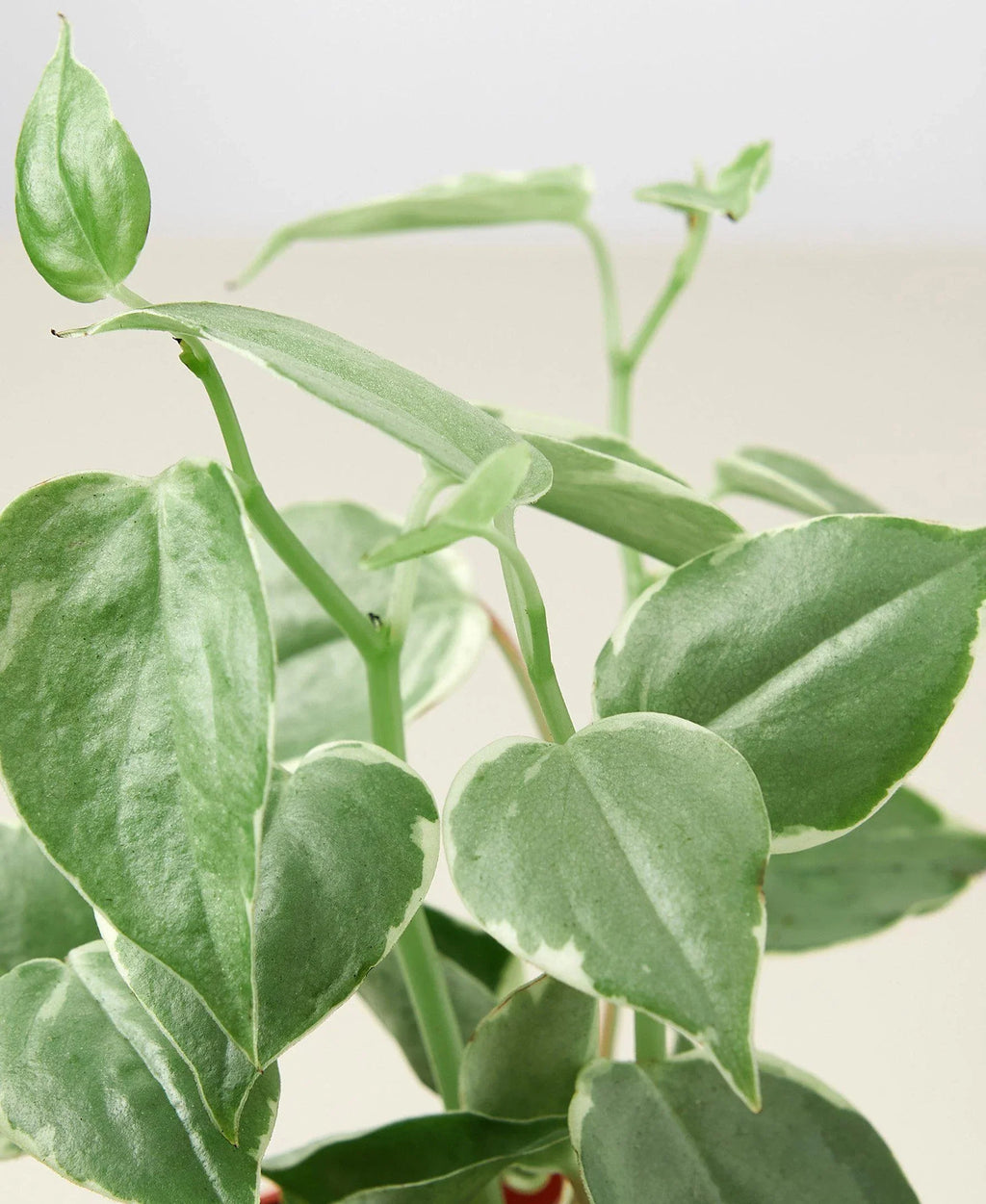 Peperomia 'Cupid' - Holiday Corner