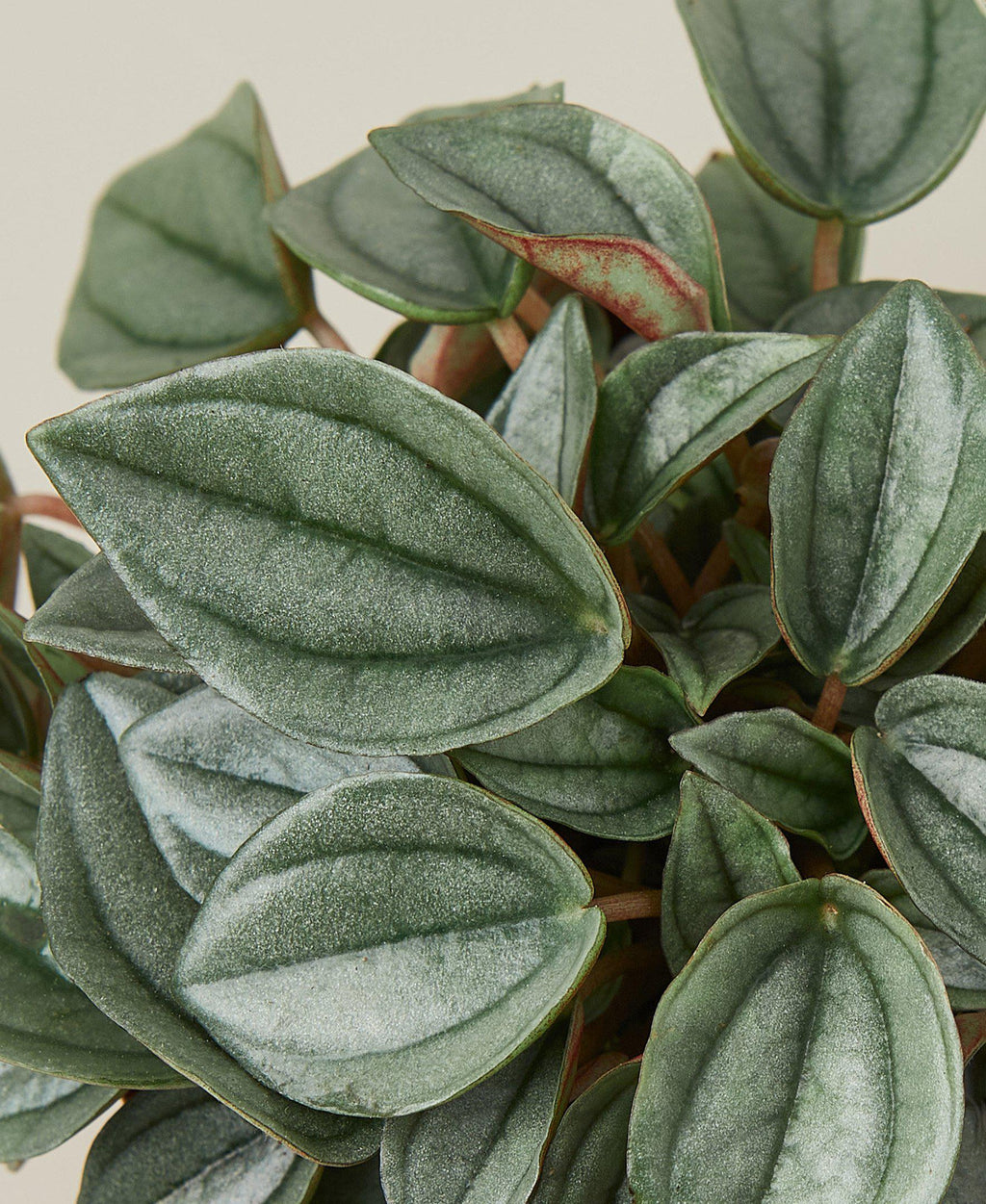 Peperomia 'Napoli Nights' - 4" Pot - Holiday Corner