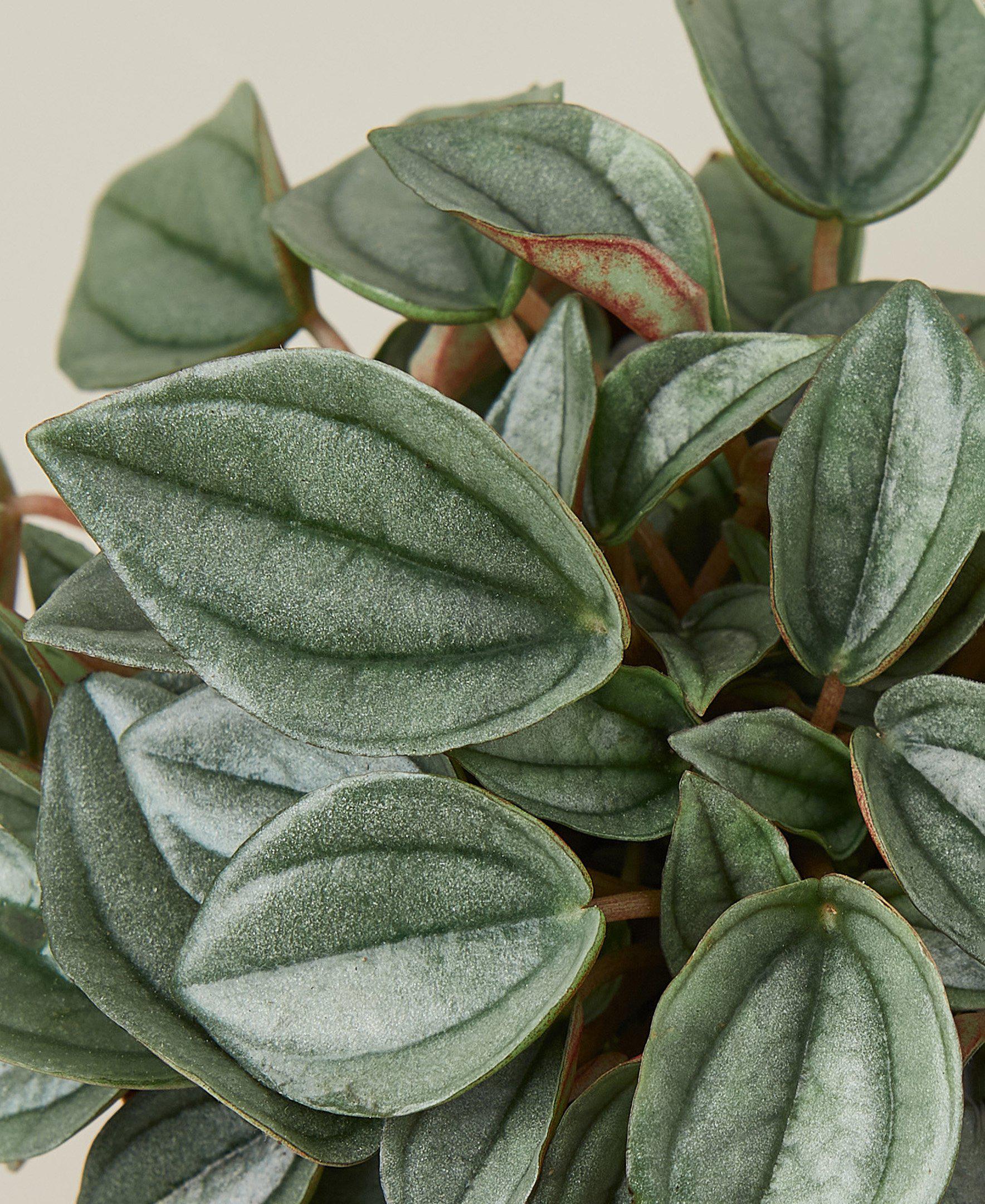 Peperomia 'Napoli Nights' - 4" Pot - Holiday Corner