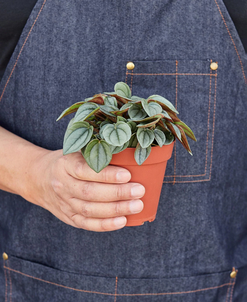 Peperomia 'Napoli Nights' - 4" Pot - Holiday Corner