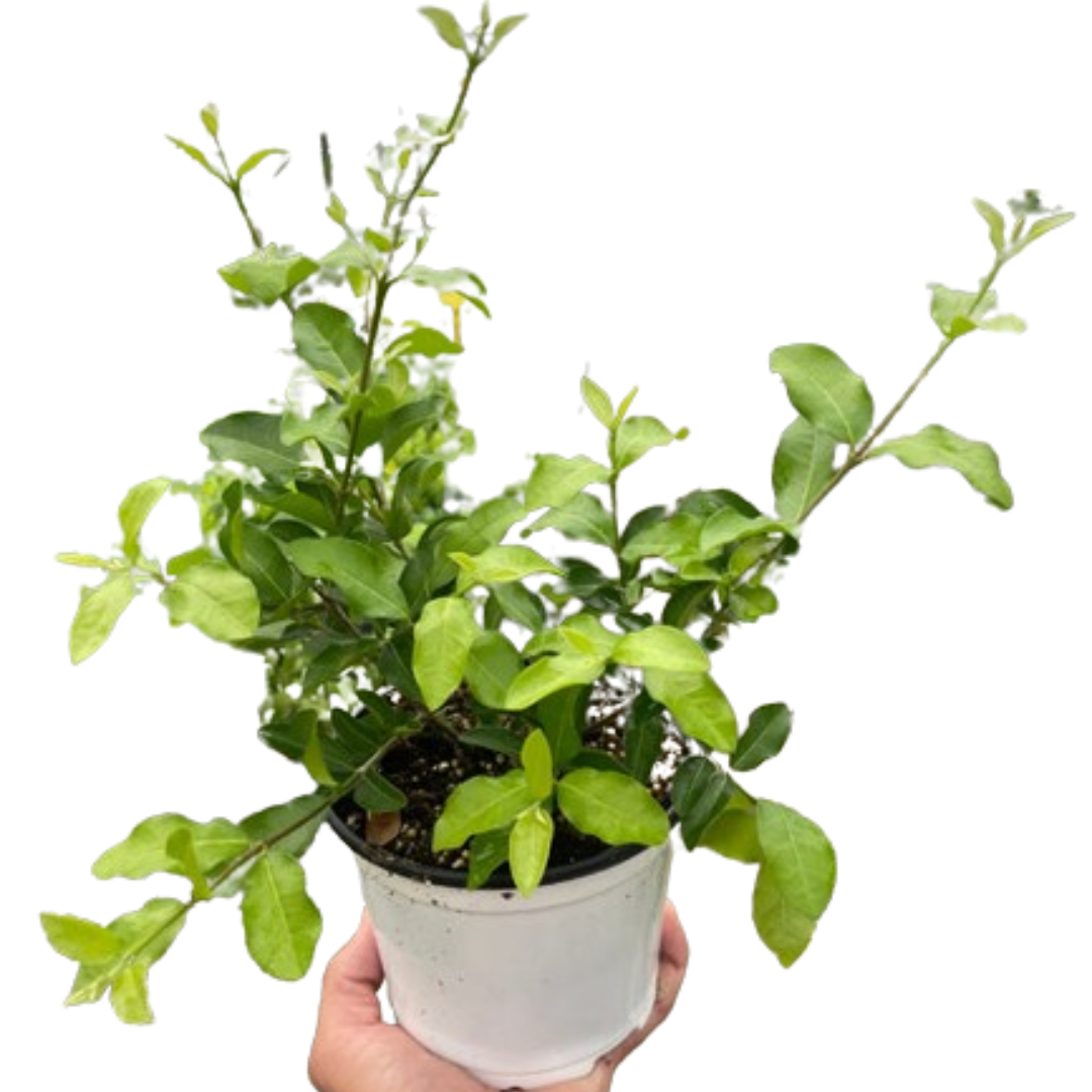 Malpighia Barbados Cherry - Holiday Corner