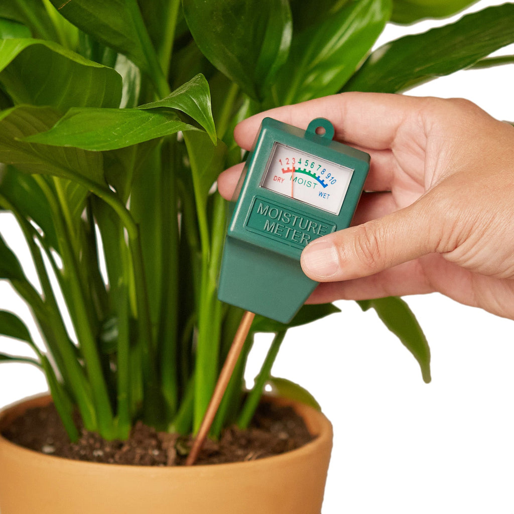 New Plant Parent Bundle - Holiday Corner