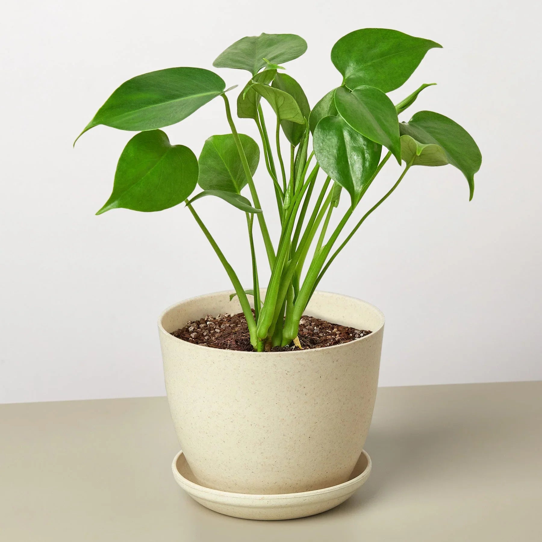 Philodendron Monstera Split-Leaf - Holiday Corner