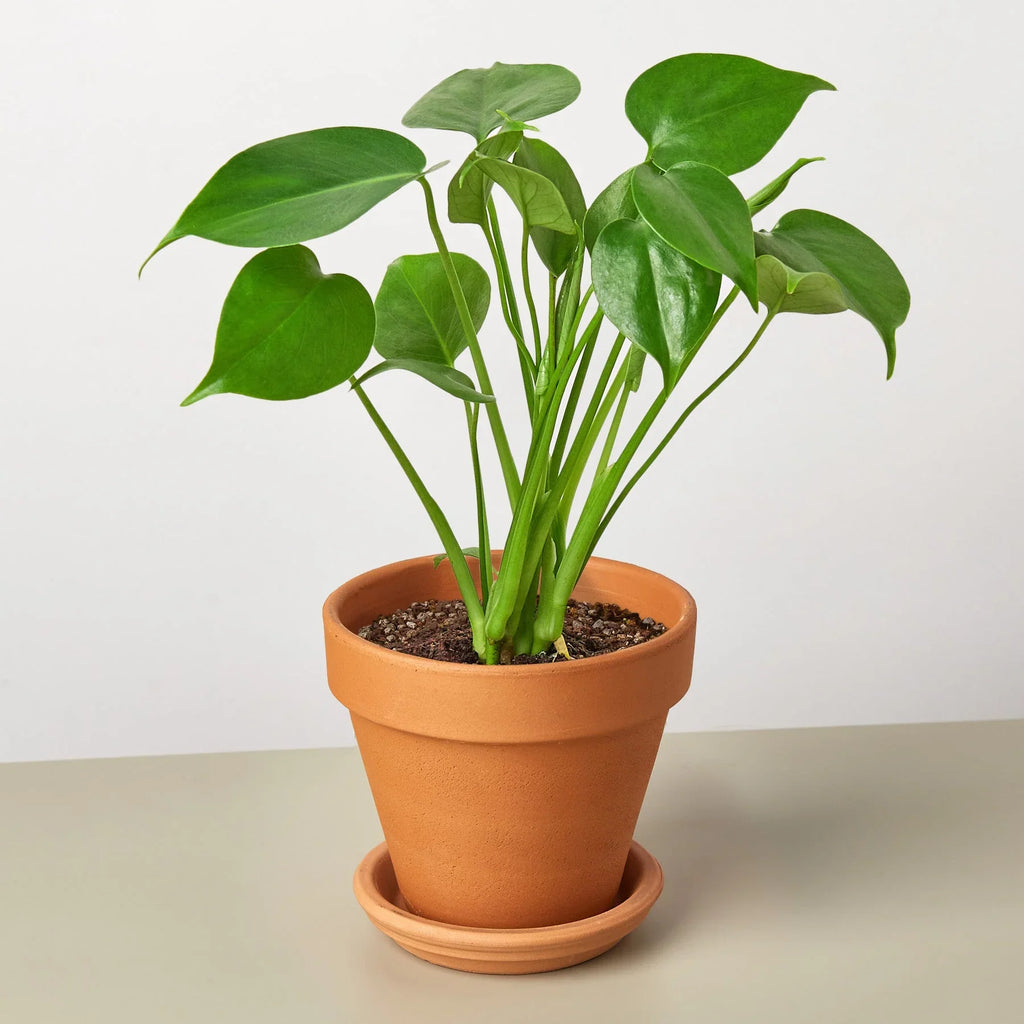 Philodendron Monstera Split-Leaf - Holiday Corner
