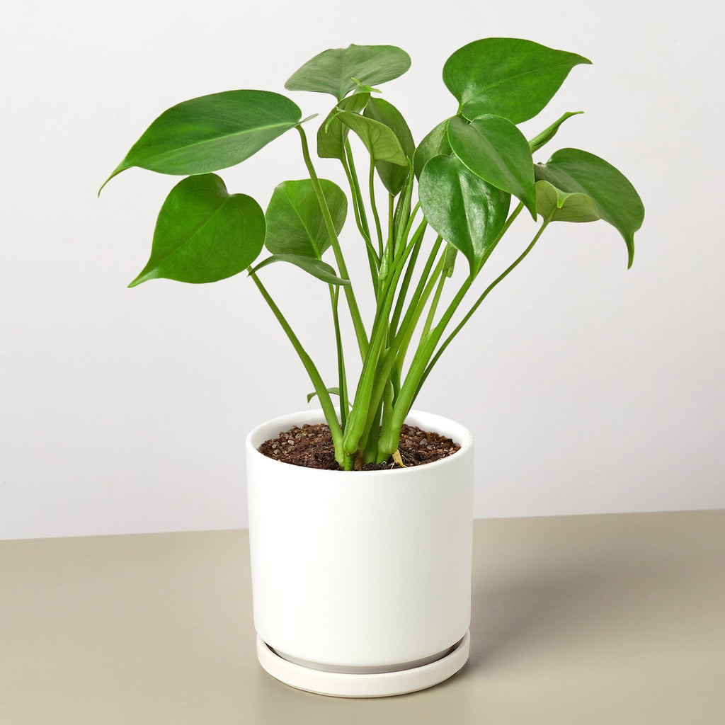 Monstera 'Split-Leaf' - Holiday Corner