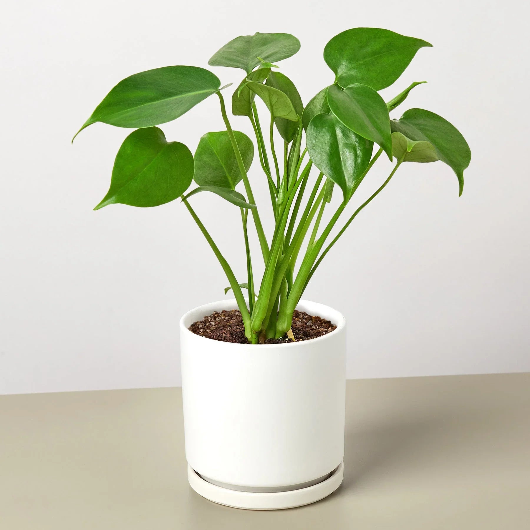 Philodendron Monstera Split-Leaf - Holiday Corner