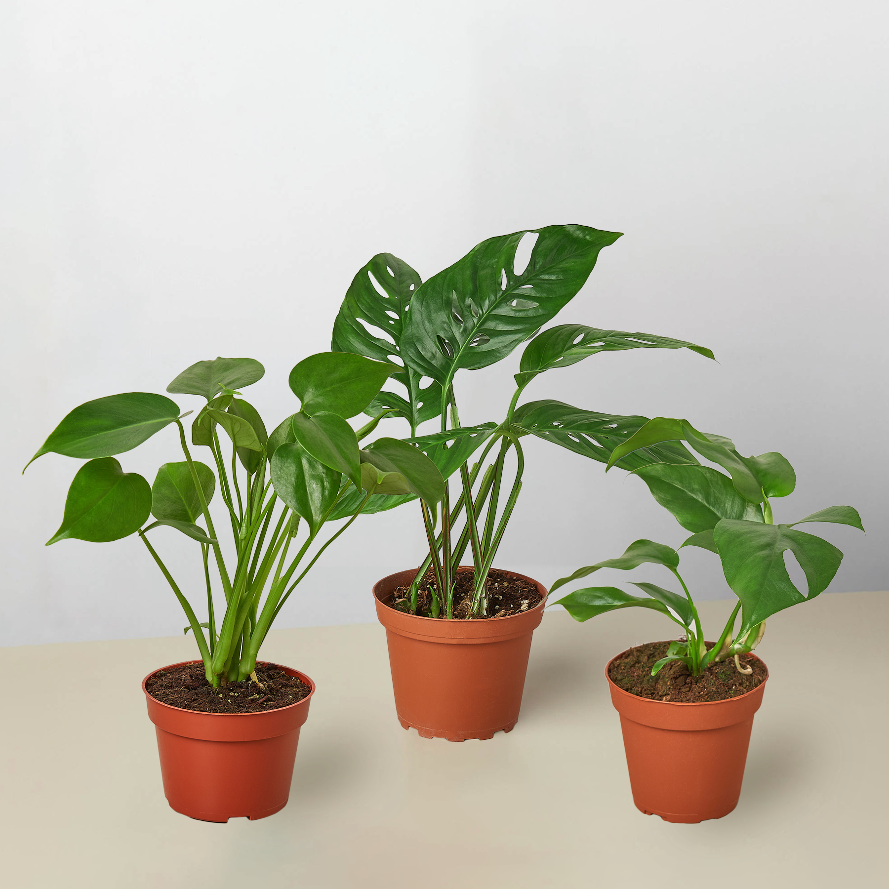 Monstera Bundle - Holiday Corner