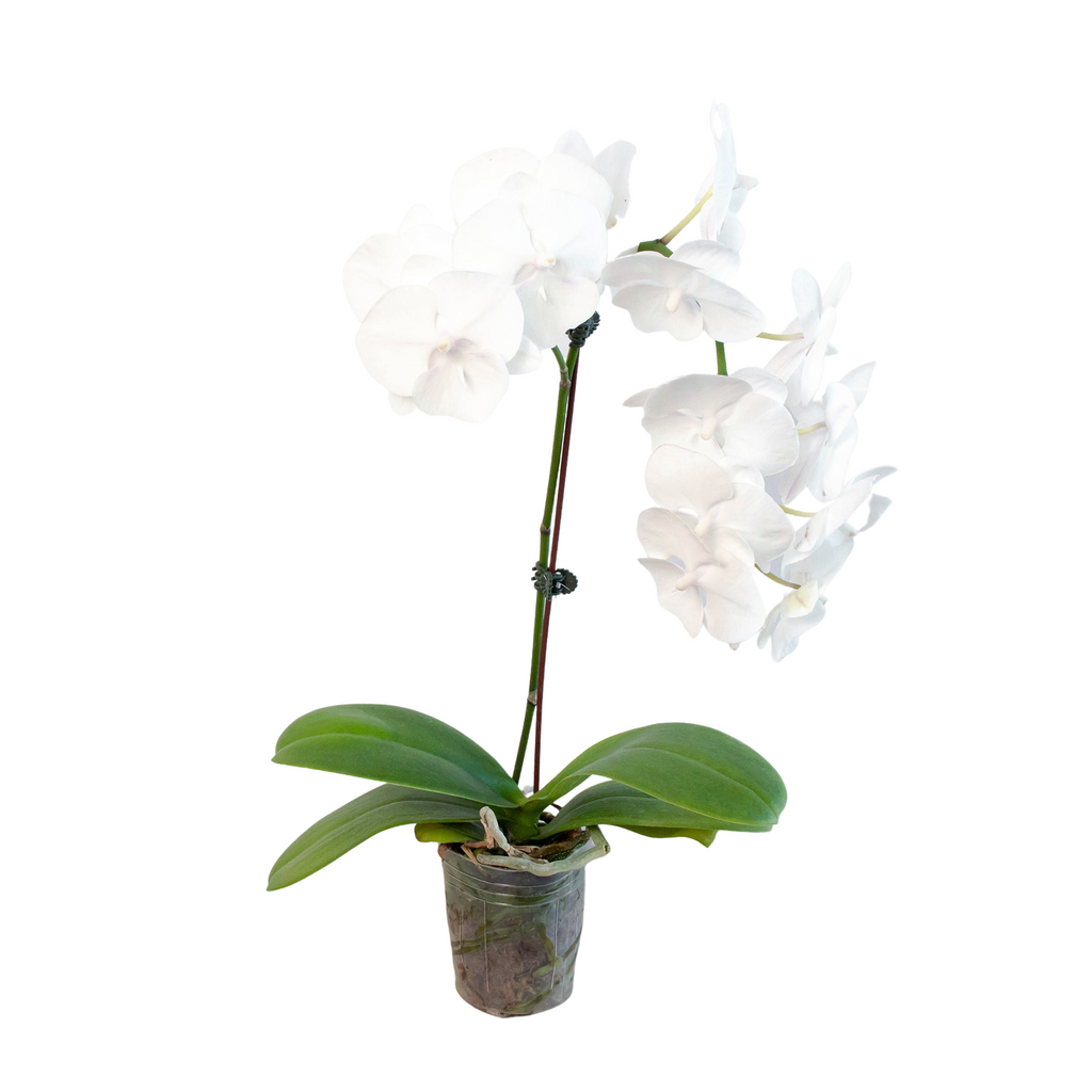 Orchid 'White Phalaenopsis' - Holiday Corner