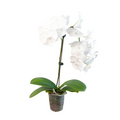 Orchid 'White Phalaenopsis' - Holiday Corner