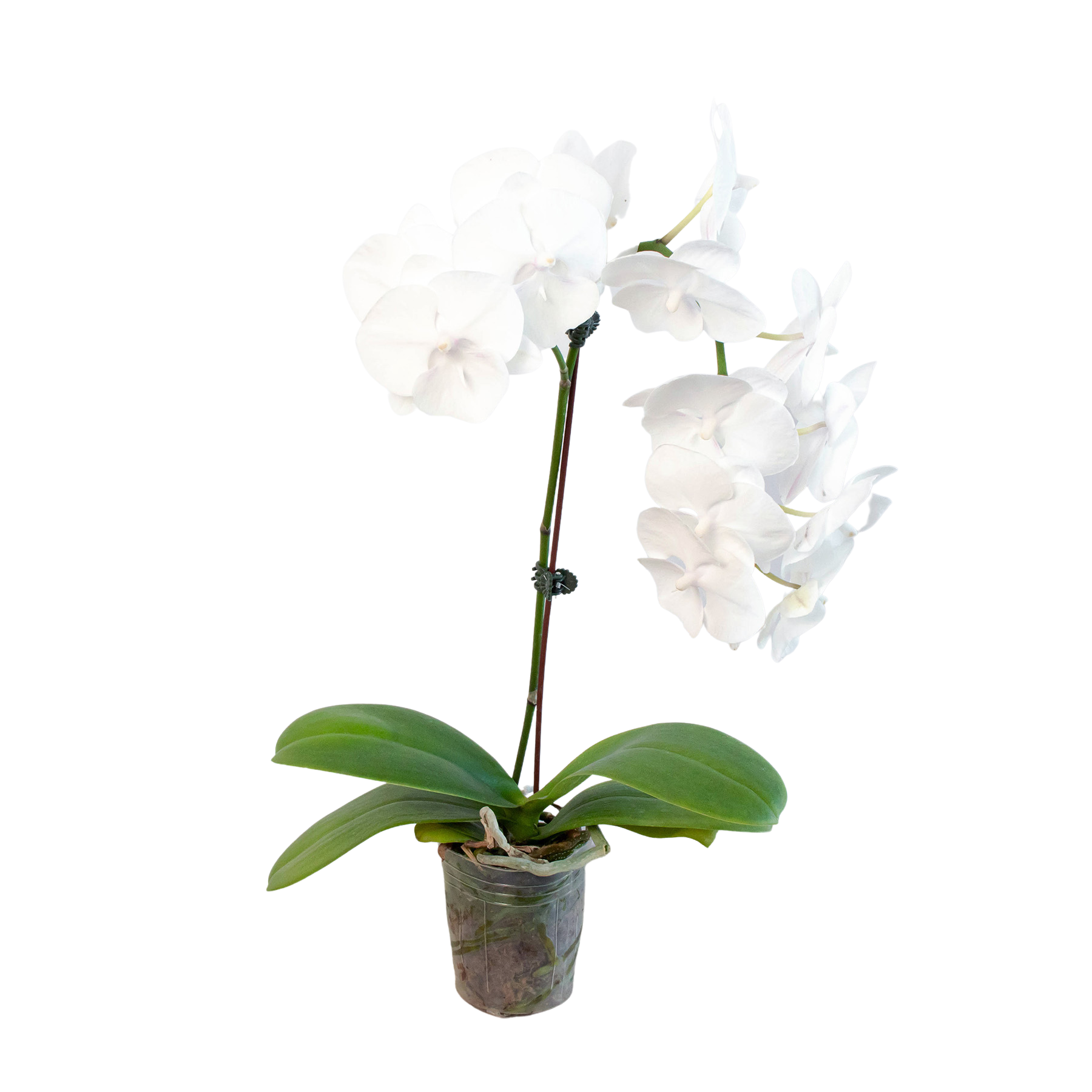 Orchid 'White Phalaenopsis' - Holiday Corner