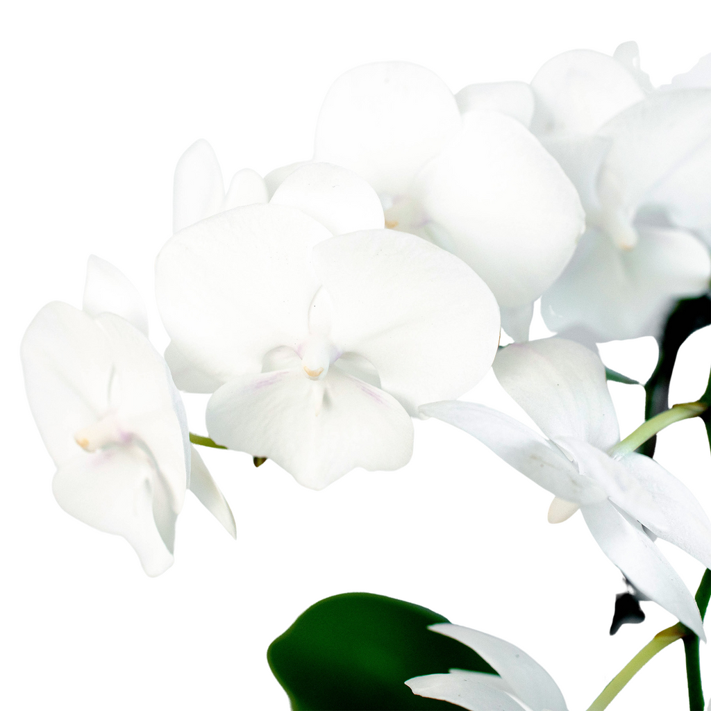 Orchid 'White Phalaenopsis' - Holiday Corner