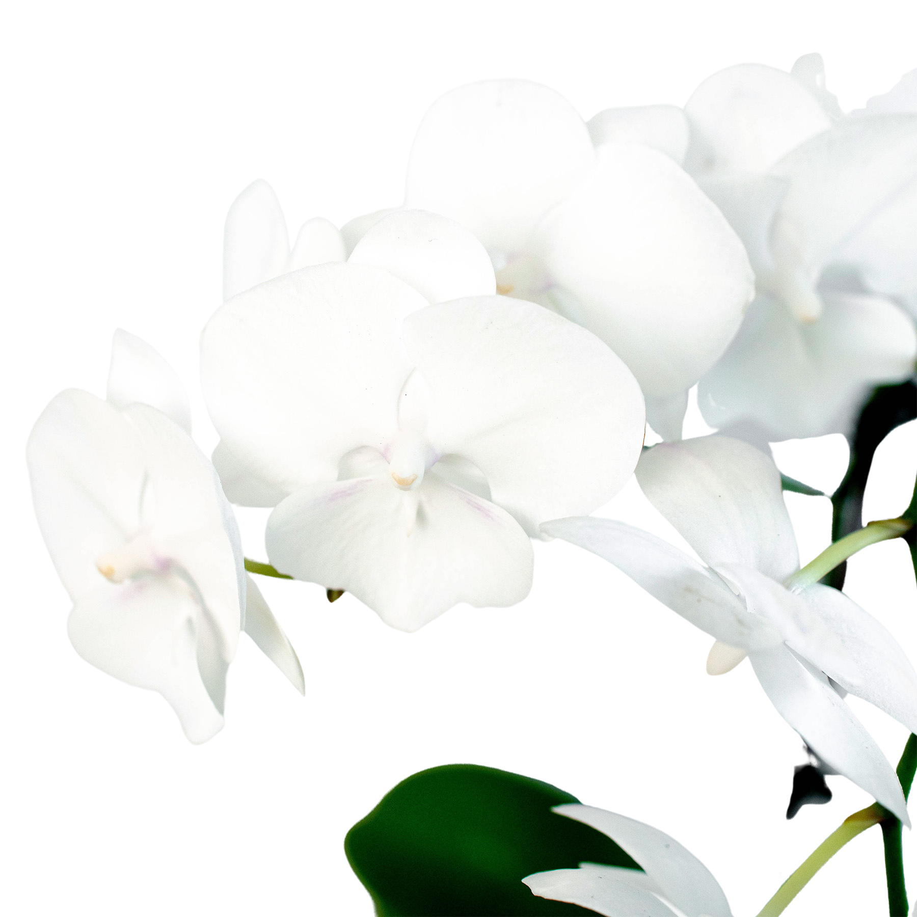 Orchid 'White Phalaenopsis' - Holiday Corner