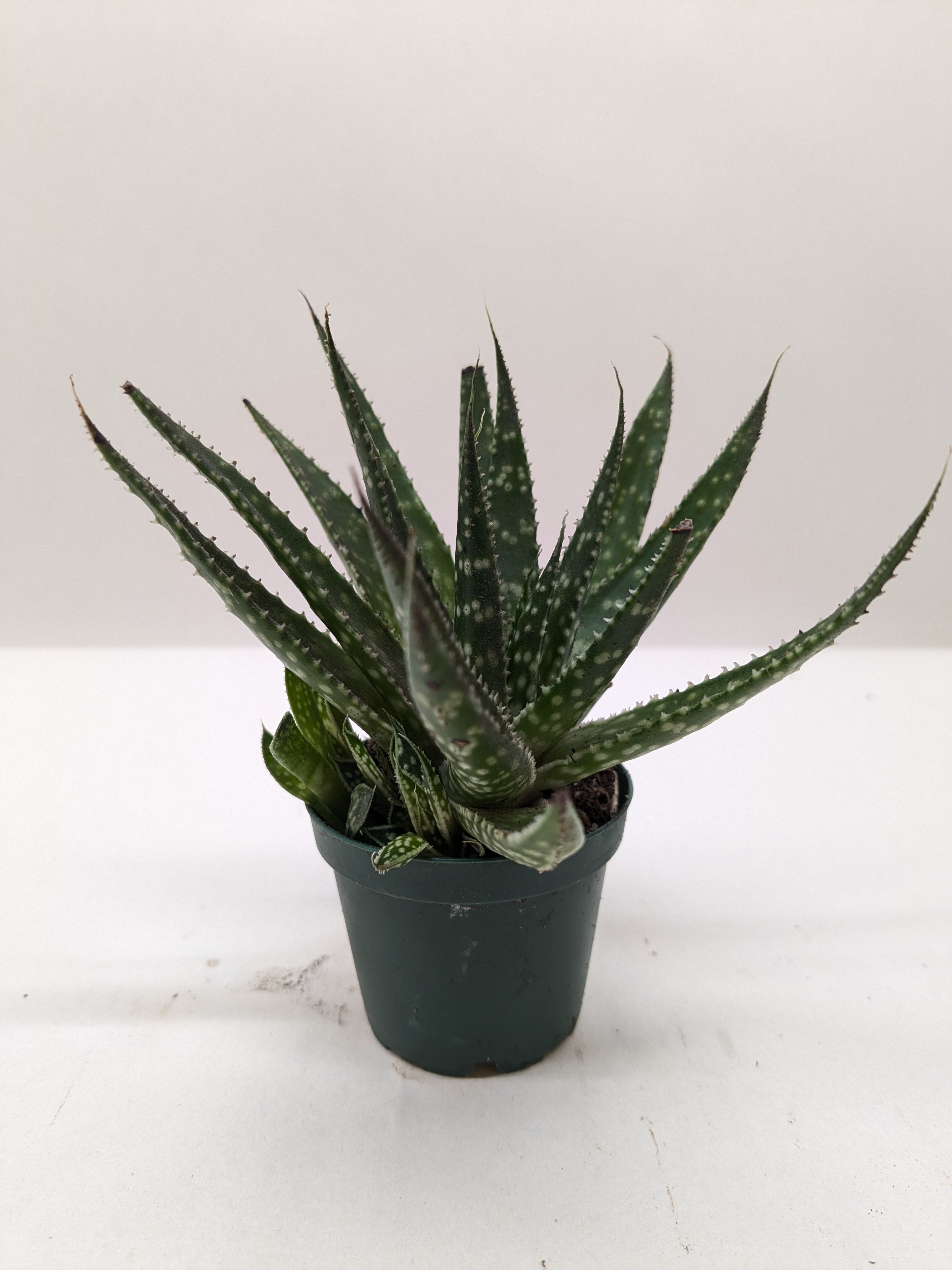 Succulent Haworthia Limifolia - Holiday Corner