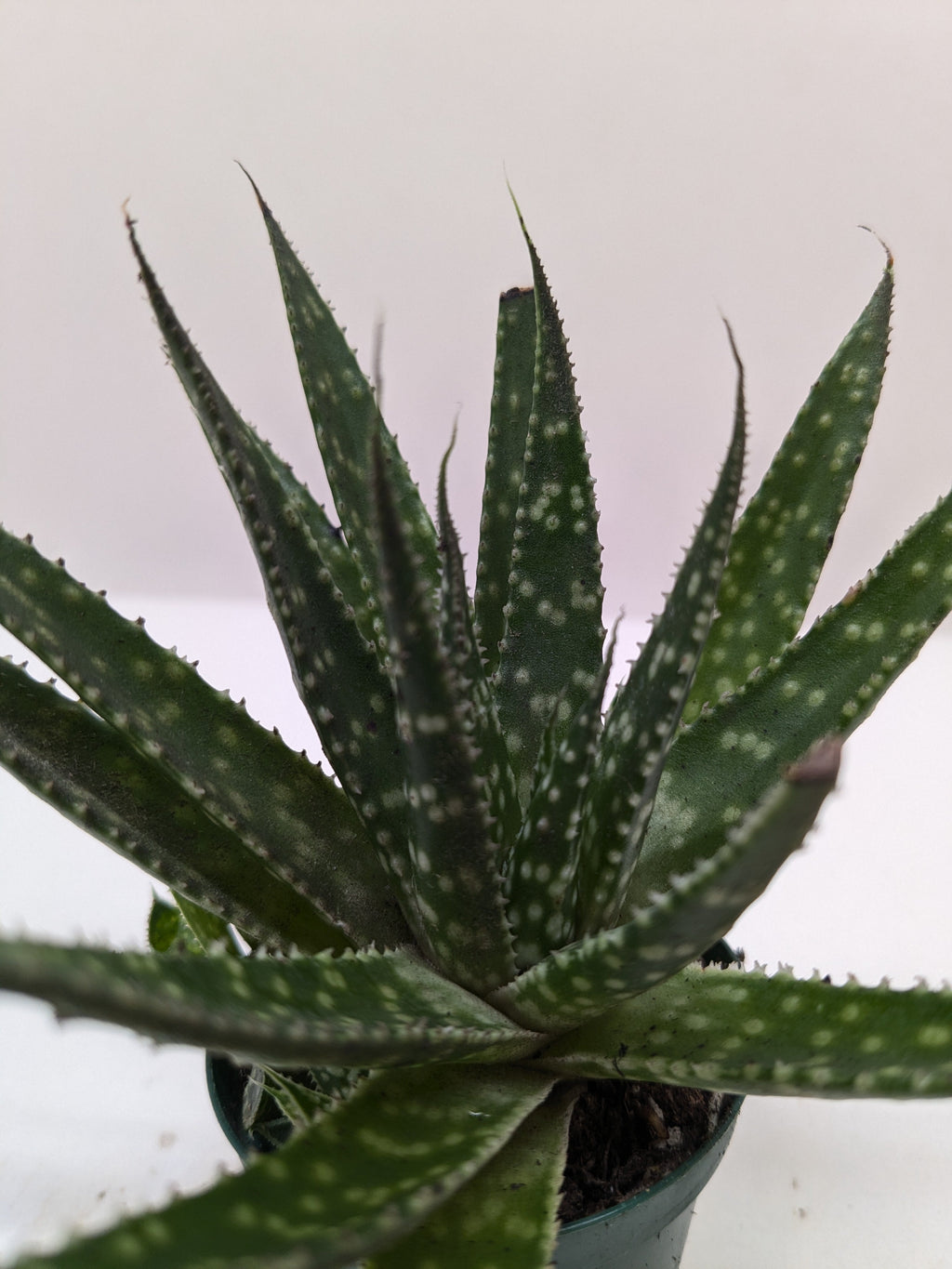Succulent Haworthia Limifolia - Holiday Corner