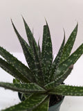 Succulent Haworthia Limifolia - Holiday Corner